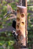 Hairy Woodpecker at feeder.jpg