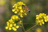Honey Bee and Field Mustard 2 23.jpg