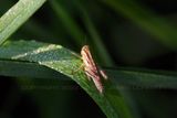 Two Striped Grasshopper 23.jpg