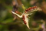 Pansy Seed Pod 23.jpg