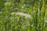 Field Carrot with Seeds 23.jpg
