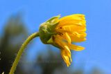 Compass Plant 23.jpg
