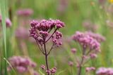 Joe Pye Weed 23.jpg