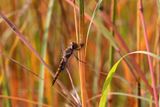 Spot Winged Glider Dragonfly 23.jpg