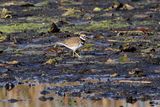 Killdeer 23.jpg