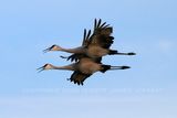 Sandhill Cranes Flight 3 23.jpg