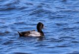 Greater Scaup male  23.jpg