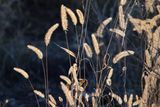 Dry Sitaria 24.jpg