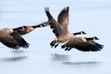 Canadian Geese 4 Low Flight 24.jpg