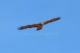 Red Tailed Hawk head on 24.jpg