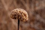 Dried Bergamont head 2 24.jpg