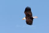 Bald Eagle flight 2 24.jpg