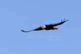 Bald Eagle glide 24.jpg