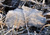 Frosted Leaf 24.jpg