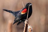 Red Winged Blackbird on Catttail 24.jpg