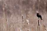 Redwing And Cattails 24.jpg