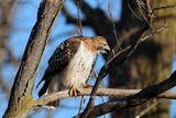 Red Tail Hawk 24f.jpg