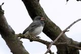 Dark Eyed Junco Singing 24.jpg