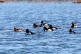 Ring Necked Duck flock 24.jpg
