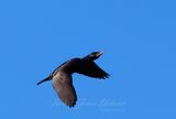 Cormorant in flight 3 24.jpg