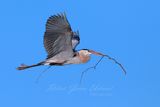 Great Blue Heron with stick 24.jpg