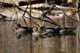 Wood Duck group in marsh 2 24.jpg