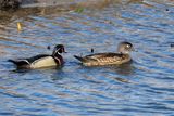 Wood Ducks in Marsh 3 24.jpg