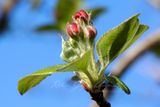 Crab Apple Blossom 24.jpg