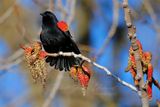 Red Winged Blackbird on Balsam Poplar 24.jpg
