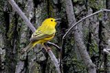 Yellow Warbler singing 24.jpg