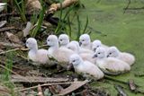 Mute Swan Cygnets on shore 24.jpg