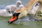 Mute Swan and Cygnets feeding 24.jpg