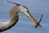 Great Blue Heron with speared fish 24.jpg
