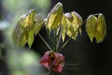 Pignut Hickory sprout 24.jpg