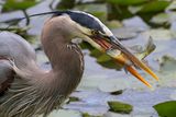 Great Blue Heron with Blue Gill 2 24.jpg