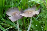 Inky Cap Mushrooms 24.jpg