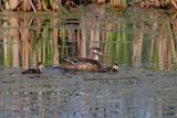 Wood Duck Hen and Ducklings 24.jpg