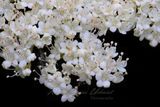 Guelder Rose 24.jpg