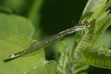 Stream Bluet Damselfly on leaf 24.jpg