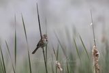 Song Sparrow and Fog 24.jpg