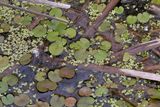 Frogbit and Duck Weed 24.jpg