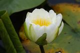 Fragrant Water Lilly 24.jpg