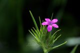 Deptford Pink 24.jpg