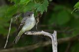 Eastern Wood Peewee 2 24.jpg