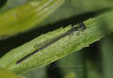 Fragile Forktail Damselfly 3 24.jpg