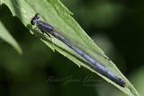 Palmiet Sprite Damselfly folded wings 24.jpg