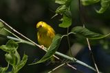 Yellow Warbler staring 24.jpg