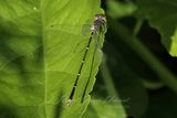 Stream Bluet Damselfly wings out  2 24.jpg