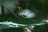 White Striped Harvestman 24.jpg