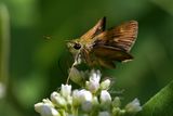 Tawny Edged Skipper 24.jpg